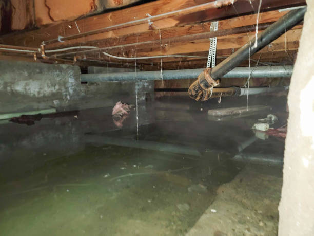 Best Water damage contractors near me  in The Acreage, FL