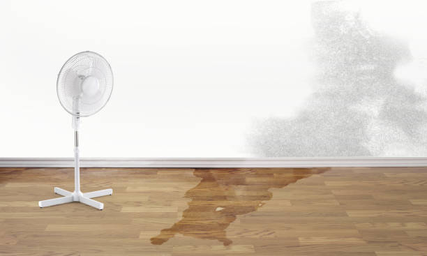 Best Mold removal after water damage  in The Acreage, FL