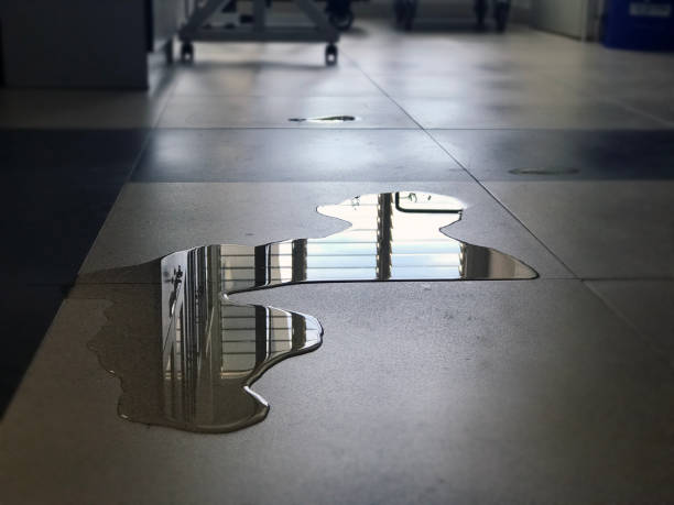Best Professional water damage repair  in The Acreage, FL